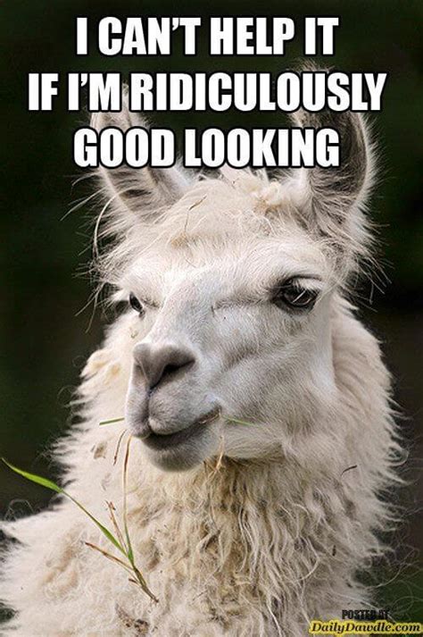 alpaca photos funny|funny alpaca sayings.